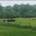 Wild Buffalo: A herd of Gaur was seen in Fingeshwar...! High alert issued in more than 10 villages...Video