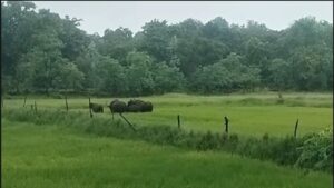 Wild Buffalo: A herd of Gaur was seen in Fingeshwar...! High alert issued in more than 10 villages...Video