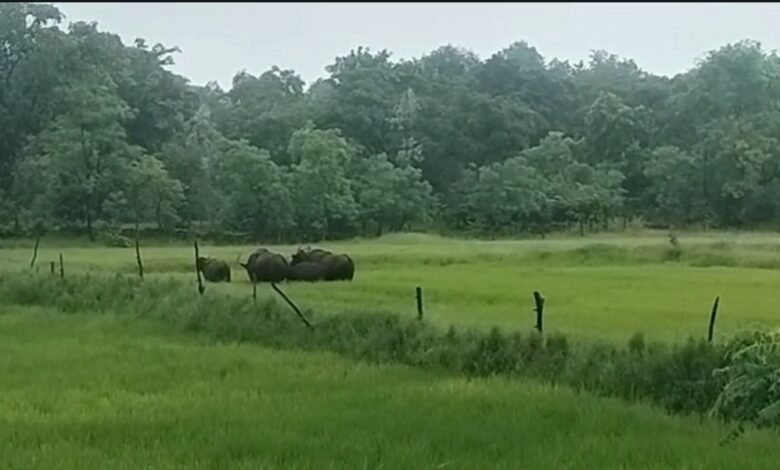 Wild Buffalo: A herd of Gaur was seen in Fingeshwar...! High alert issued in more than 10 villages...Video
