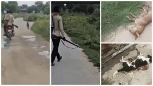 Dog Death Zone: Horrifying incident...! The person kept roaming around with a weapon and firing continuously at the dogs... watch the video here