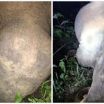 Painful Death of Elephant: Painful death of elephant due to electric shock in Korba...! Negligence of electricity department exposed