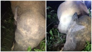 Painful Death of Elephant: Painful death of elephant due to electric shock in Korba...! Negligence of electricity department exposed