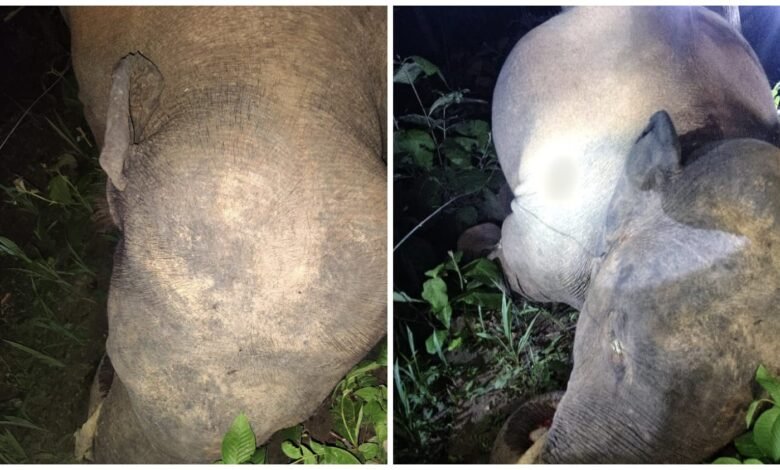 Painful Death of Elephant: Painful death of elephant due to electric shock in Korba...! Negligence of electricity department exposed