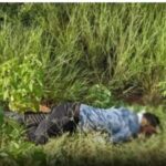 Big Accident: Big accident on Panduka-Jatamai road...! Brother and Bhabhi were going to get Rakhi tied by their sister...all three fell in the field after being hit by an Eco van...painful death