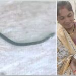 Amazing Incident: Innocent Manvi defeats snake...! Chewed 'krait' thinking it to be a toy... Snake dies... girl is safe