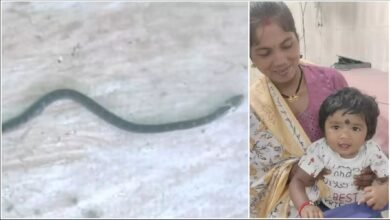 Amazing Incident: Innocent Manvi defeats snake...! Chewed 'krait' thinking it to be a toy... Snake dies... girl is safe