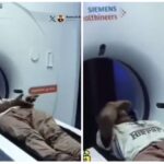 Trending News: Tau has become a Desi Legend...! Video of an old man rubbing tobacco in an MRI machine goes viral... You can also watch it here