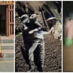 Big Accident: Horrible accident in Kanger Valley...! Car swept away in strong current...4 members of a family die a painful death...Watch the VIDEO here
