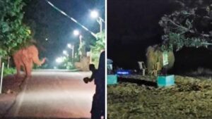 Elephant Terror: Tusker elephant created havoc in Pasan Basti in Korba...! Created havoc for 3 hours...panic among villagers