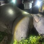 Death of Elephant: Suspicious death of a male elephant in Ramanujganj forest area...! Forest department cordoned off the area... watch the video here