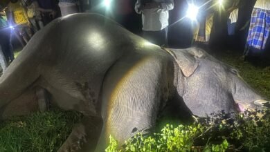 Death of Elephant: Suspicious death of a male elephant in Ramanujganj forest area...! Forest department cordoned off the area... watch the video here