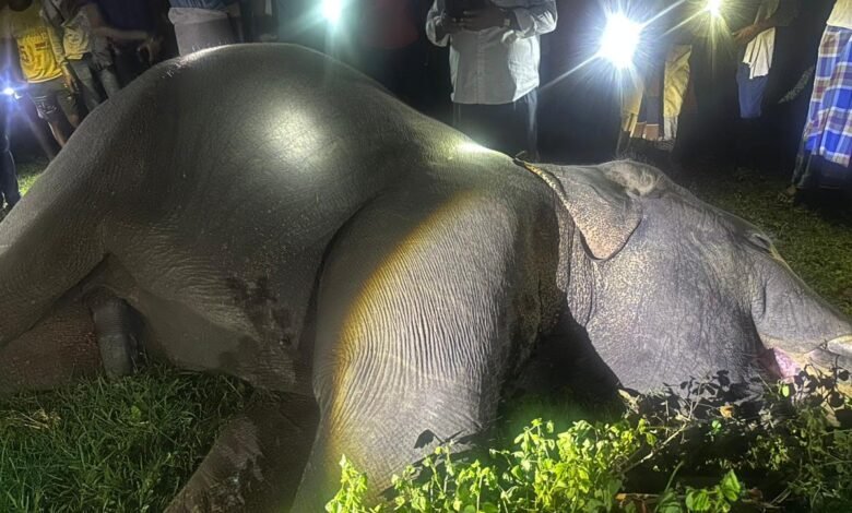 Death of Elephant: Suspicious death of a male elephant in Ramanujganj forest area...! Forest department cordoned off the area... watch the video here