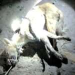 Dog Murder: Villagers beat a dog to death, mistaking it for a wolf...panic in the area VIDEO