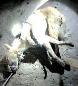 Dog Murder: Villagers beat a dog to death, mistaking it for a wolf...panic in the area VIDEO
