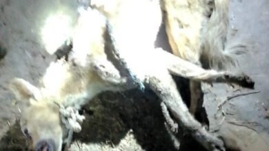 Dog Murder: Villagers beat a dog to death, mistaking it for a wolf...panic in the area VIDEO