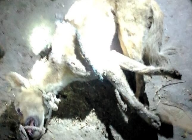 Dog Murder: Villagers beat a dog to death, mistaking it for a wolf...panic in the area VIDEO