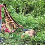 Elephant Enters Village: Mother dies in elephant attack...! Mentally ill son kept watching... watch the video here