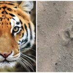 Tiger King: Big news from Gariaband…! An atmosphere of terror due to the arrival of 'Tiger King' in Panduka range… Forest department issued high alert… Watch the video here