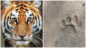 Tiger King: Big news from Gariaband…! An atmosphere of terror due to the arrival of 'Tiger King' in Panduka range… Forest department issued high alert… Watch the video here