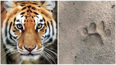 Tiger King: Big news from Gariaband…! An atmosphere of terror due to the arrival of 'Tiger King' in Panduka range… Forest department issued high alert… Watch the video here