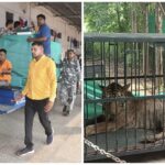 Howrah-Ahmedabad Express: Tigress "Bijli" leaves Raipur for treatment in Gujarat! Why is this initiative special? Watch the video here.