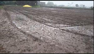 Heavy Rain: Unseasonal downpours have devastated garlic, wheat, and pea crops! Rivers are in spate, many villages are flooded, and watch the video here.