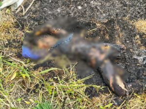 Burnt Alive: Humanity shamed! A young woman was burned alive in Baloda Bazar...mourning in the village.