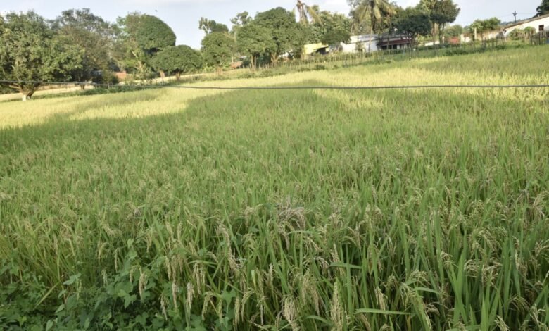 Agricultural Revolution in Bastar: Crop area doubled in 25 years, seed distribution increased tenfold, reasonable prices for paddy increased prosperity, farming became a symbol of prosperity in Bastar