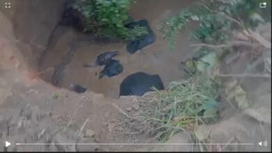 Elephants fell into a well: Four elephants fell into a well in Hardi village, Balodabazar! Forest department team is on the spot...rescue underway. Watch the video here.