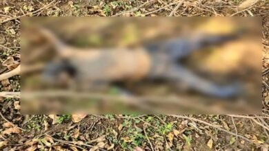 Rajya Sabha: The mutilated body of a young man who had accompanied the lighting team to the Rajya Sabha was found...! The team did not file a report.