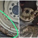 Illegal Poppy Husk: Narayangarh Police take major action...! Poppy husk was being transported hidden in tractor tires... Watch the video here