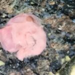 Steak in Syrup: Pregnant woman receives contaminated medicine! Pieces of meat in calcium syrup... batch sealed... samples sent to lab