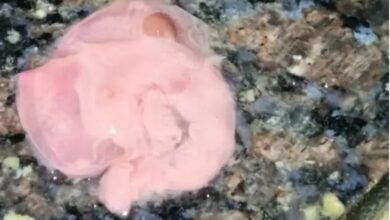 Steak in Syrup: Pregnant woman receives contaminated medicine! Pieces of meat in calcium syrup... batch sealed... samples sent to lab