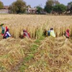 CG Silver Jubilee Year: Bilaspur's agriculture shines! Record increase in crop insurance... PM Kisan Samman Nidhi benefits increase