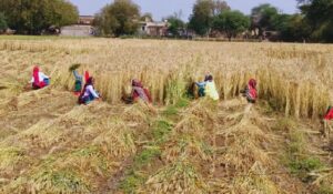 CG Silver Jubilee Year: Bilaspur's agriculture shines! Record increase in crop insurance... PM Kisan Samman Nidhi benefits increase