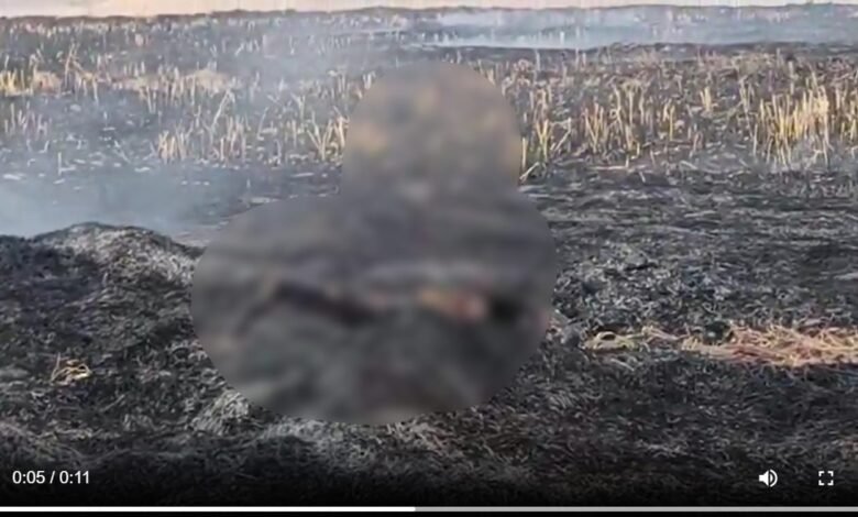 Tragic Incident: Woman burned alive in Balodabazar...! She died after being caught in a fire while burning stubble in a field... Watch the VIDEO here.