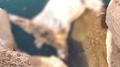 Blue Water: Raipur Breaking News...! A headless body found at Blue Water... Murder suspected.