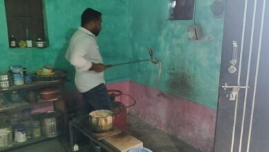 Nova Nature Team: A cobra was found sitting with its hood spread behind a gas cylinder in the kitchen...! The Nova Nature Team safely rescued it...Contact the given phone number to avoid such problems.