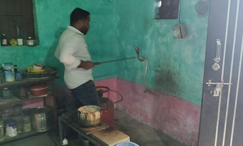 Nova Nature Team: A cobra was found sitting with its hood spread behind a gas cylinder in the kitchen...! The Nova Nature Team safely rescued it...Contact the given phone number to avoid such problems.