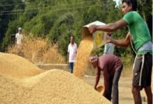Paddy Procurement: Farmers receive a Holi gift of the difference...! Payment at the rate of Rs. 3,100 per quintal... A wave of joy in the villages