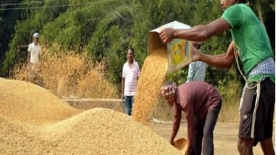 Paddy Procurement: Farmers receive a Holi gift of the difference...! Payment at the rate of Rs. 3,100 per quintal... A wave of joy in the villages