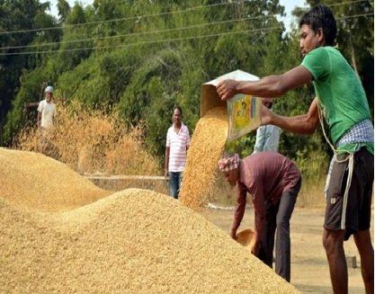 Paddy Procurement: Farmers receive a Holi gift of the difference...! Payment at the rate of Rs. 3,100 per quintal... A wave of joy in the villages