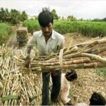 Sugarcane Farmers: A major gift for sugarcane farmers in Kawardha before Holi...! ₹4.73 crore released