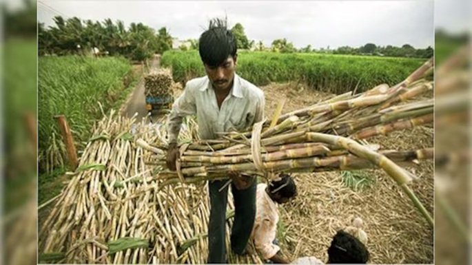 Sugarcane Farmers: A major gift for sugarcane farmers in Kawardha before Holi...! ₹4.73 crore released