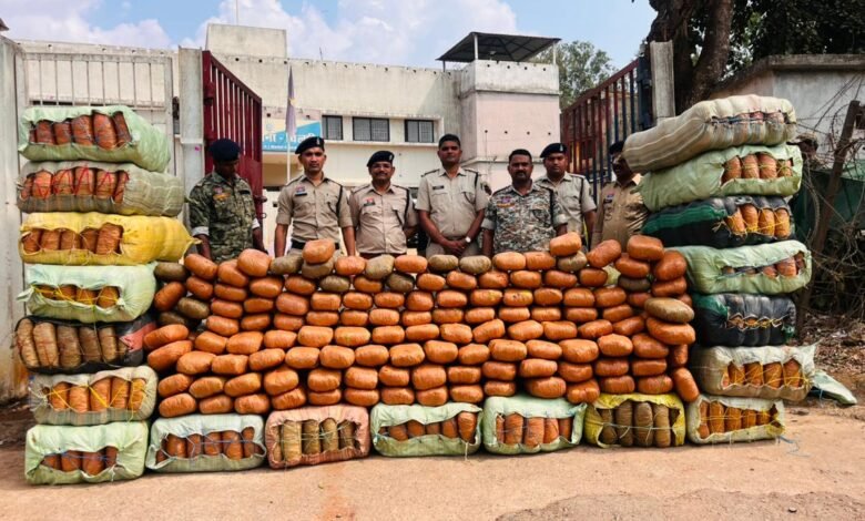 Police Action: Major smuggling racket busted in Kabirdham... Marijuana worth ₹5 crore seized... Watch the video here