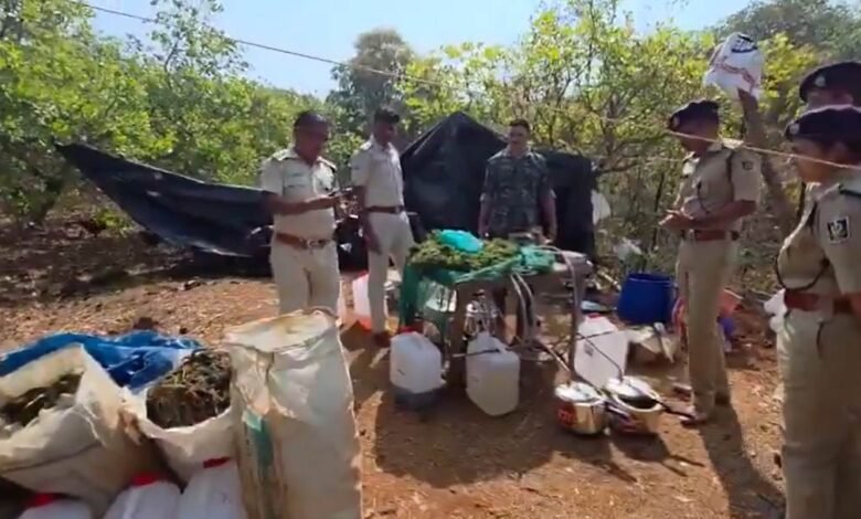 Ganja Seizure Operation: Major Police Crackdown! Strike Against ₹2,700 Crore Ganja Network... Cultivation Destroyed.