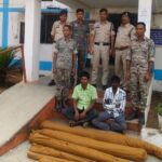 Opium Cultivation: Following the discovery of opium cultivation, cannabis fields found in this district of Chhattisgarh! Two accused arrested.