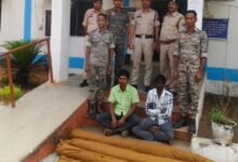 Opium Cultivation: Following the discovery of opium cultivation, cannabis fields found in this district of Chhattisgarh! Two accused arrested.