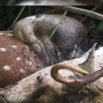 Deer Deaths: Major Action Taken Over Death of 15 Deer in Ambikapur...! Officer-in-Charge (CF) Removed.
