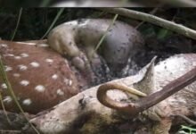 Deer Deaths: Major Action Taken Over Death of 15 Deer in Ambikapur...! Officer-in-Charge (CF) Removed.